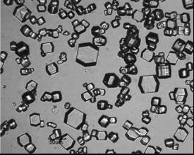 isometrische Lysozym-Kristalle