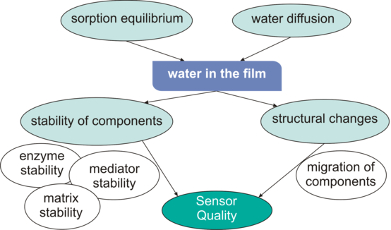 Influence of water sorption